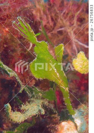 カミソリウオ 26756833