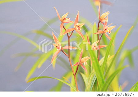 カンランの花 26756977