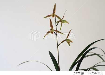 カンランの花 カンランの花 26756980