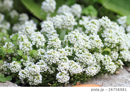 スイートアリッサムの花 26756981
