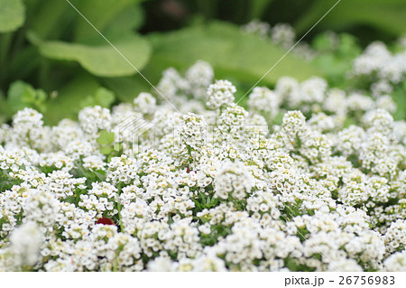 上花 白い 小さい たくさん 最高の花の画像