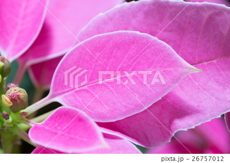 プリンセチア プリンセチア 26757012