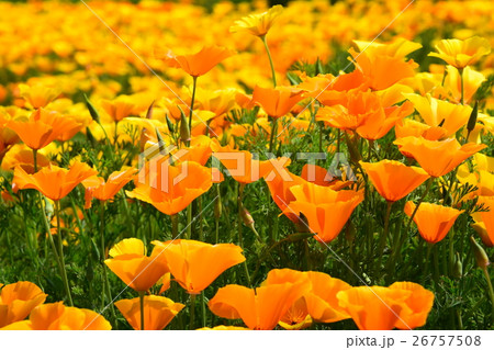 生駒高原のカリフォルニアポピー （宮崎県小林市） 26757508