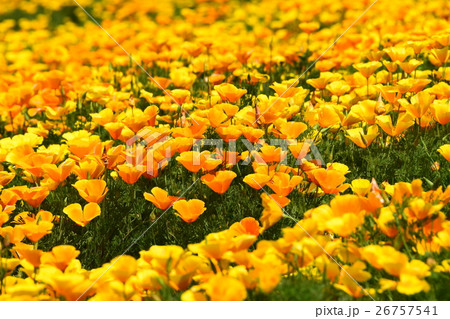 生駒高原のカリフォルニアポピー (宮崎県小林市) 生駒高原のカリフォルニアポピー (宮崎県小林市) 26757541