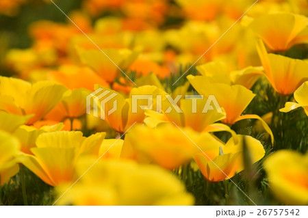 生駒高原のカリフォルニアポピー （宮崎県小林市） 26757542