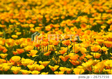 生駒高原のカリフォルニアポピー （宮崎県小林市） 26757550