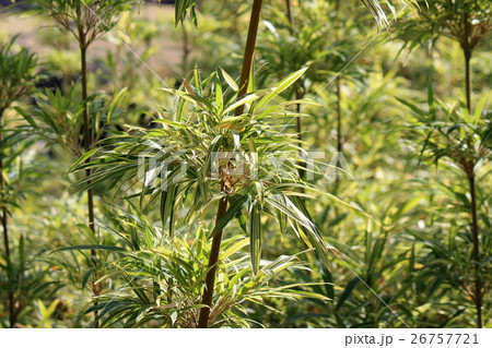 ササの葉 ササの葉 26757721