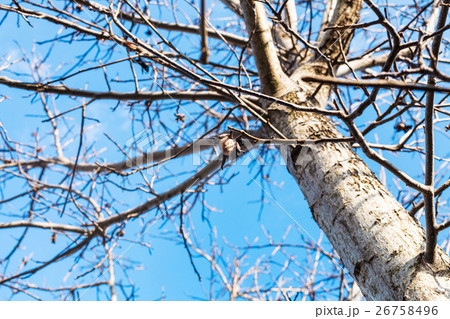 last nut on bare walnut tree in autumn last nut on bare walnut tree in autumn 26758496