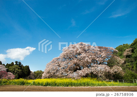 満開の桜 26758936