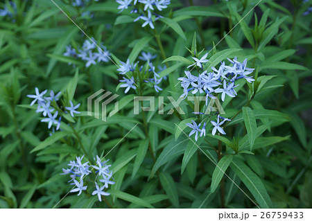 丁字草チョウジソウ 花言葉は「威厳」 丁字草チョウジソウ 花言葉は「威厳」 26759433