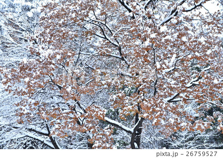 北杜市白州町、コナラの紅葉に降り積もった54年ぶり11月の降雪 北杜市白州町、コナラの紅葉に降り積もった54年ぶり11月の降雪 26759527