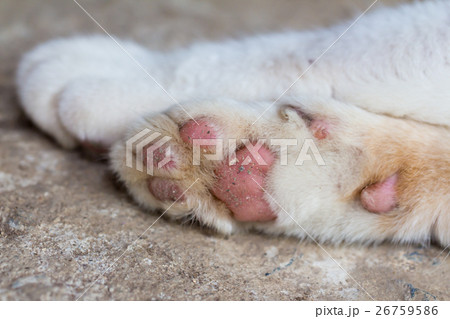 Cat sleeping paws  26759586