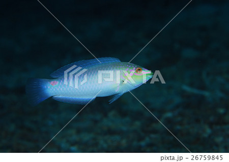 ミツボシキュセン 26759845