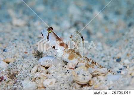 オニハゼ オニハゼ 26759847