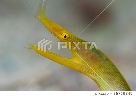 ハナヒゲウツボ 26759849