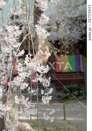 栄福寺のしだれ桜 栄福寺のしだれ桜 26759943