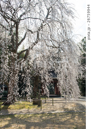 栄福寺のしだれ桜 栄福寺のしだれ桜 26759944