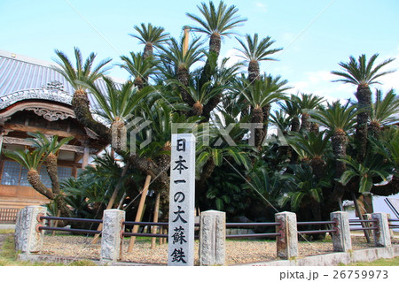 大蘇鉄*松屋寺 大蘇鉄*松屋寺 26759973
