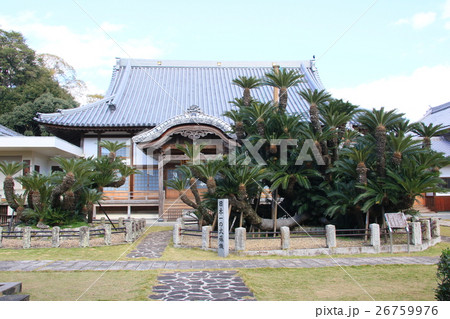 大蘇鉄＊松屋寺 26759976