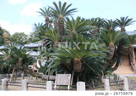 大蘇鉄＊松屋寺 26759979