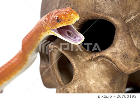 Texas rat snake with human skull 26760195