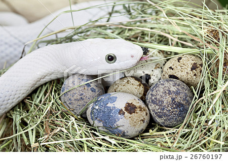 White Texas Rat Snake In A Bird S Nestの写真素材