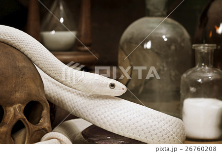 Texas rat snake closeup 26760208