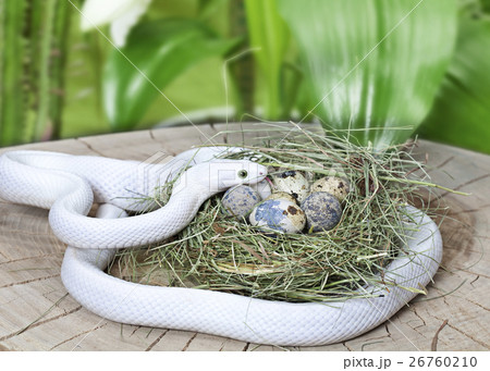 Texas rat snake in a bird's nest 26760210