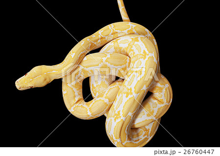 Tiger Albino Python snake Tiger Albino Python snake 26760447
