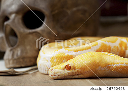 Tiger Albino Python snake 26760448