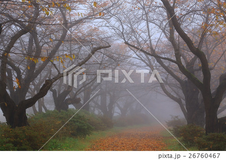 岩手県北上市　紅葉の展勝地 26760467