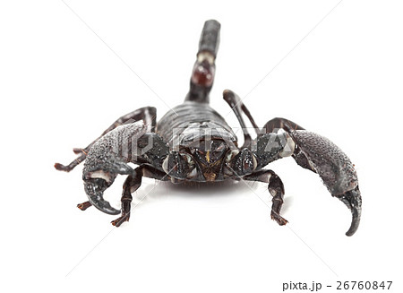 Front view of Emperor Scorpionの写真素材 [26760847] - PIXTA