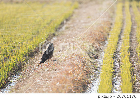 田園の畔に佇むチュウヒ 26761176