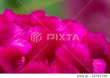 Closeup cockscomb flowers Closeup cockscomb flowers 26761198