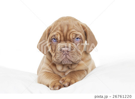 Dogue de Bordeaux Puppy Dogue de Bordeaux Puppy 26761220