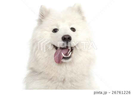 Portrait of Samoyed dog Portrait of Samoyed dog 26761226
