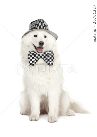 Samoyed 's dog on white background 26761227