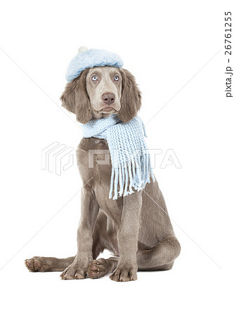 Weimaraner dog wearing a hat and scarf Weimaraner dog wearing a hat and scarf 26761255
