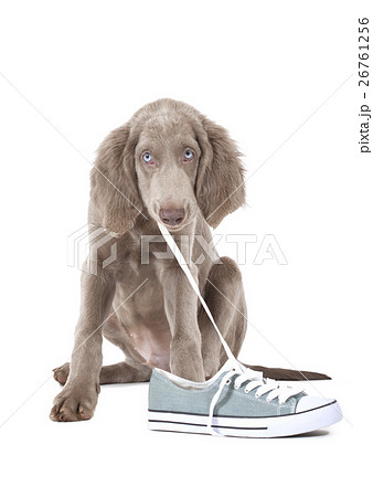 Puppy pulling shoe lace Puppy pulling shoe lace 26761256