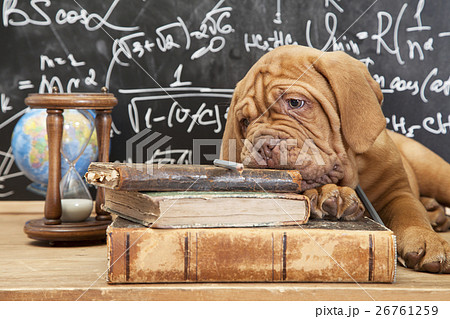 Books and puppy Books and puppy 26761259