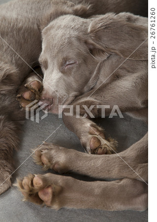 sleeping puppies 26761260