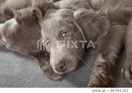 Weimaraner puppies 26761261