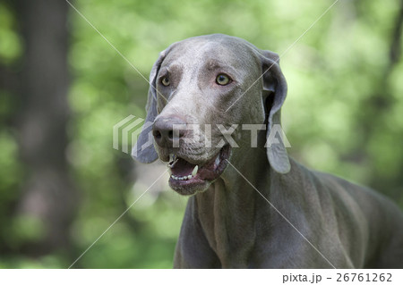 shorthaired Weimaraner dog 26761262