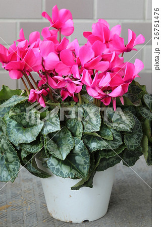 シクラメン ピンク色 シクラメン ピンク色 26761476