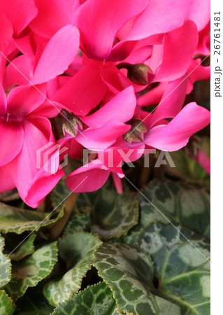 シクラメン　ピンク色　アップ 26761481