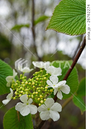 白い花が美しいオオカメノキ 26762274