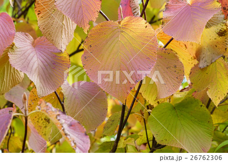 美しいオオカメノキの紅葉 美しいオオカメノキの紅葉 26762306
