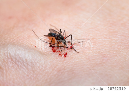 Closeup of killed mosquito with lots of blood. 26762519