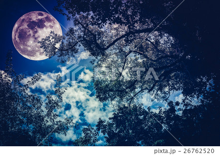 Silhouette of branches of trees against night sky 26762520