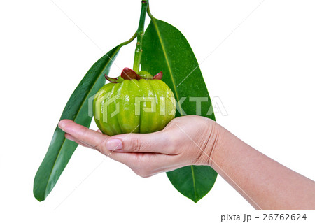 Garcinia cambogia fresh fruit on hand, isolated 26762624